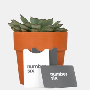 Carte-cadeau numéro six